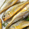 East China Sea Wild Yellow Croaker